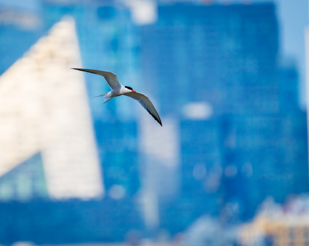 Common tern. Credit: Juan Melli