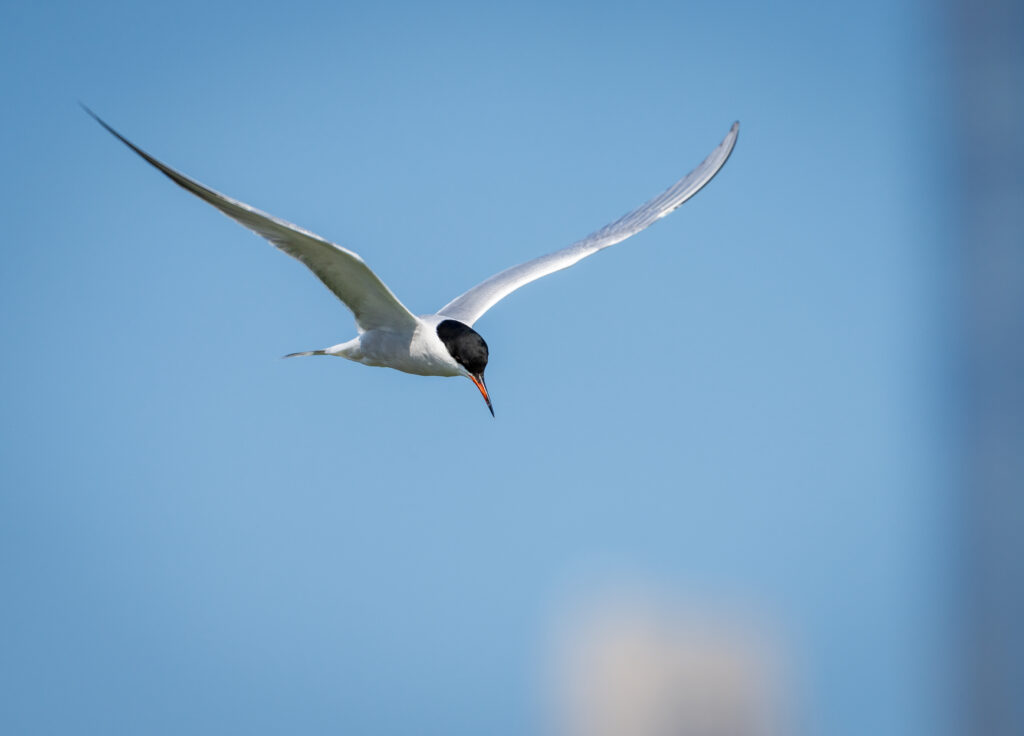 Common tern. Credit: Juan Melli