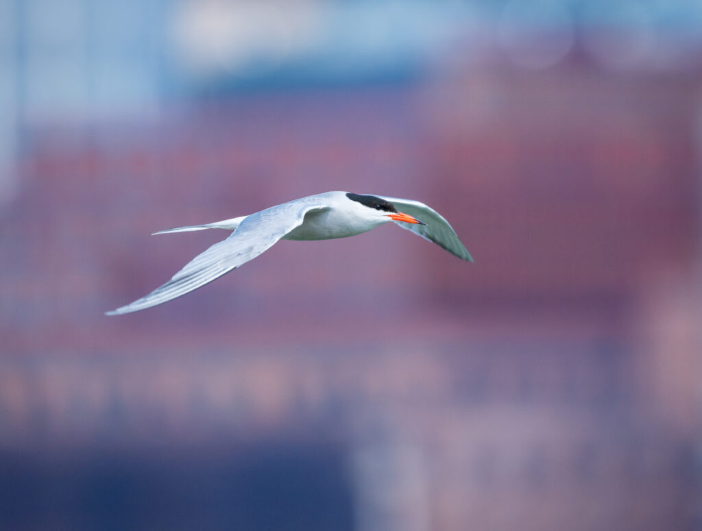Common tern. Credit: Juan Melli