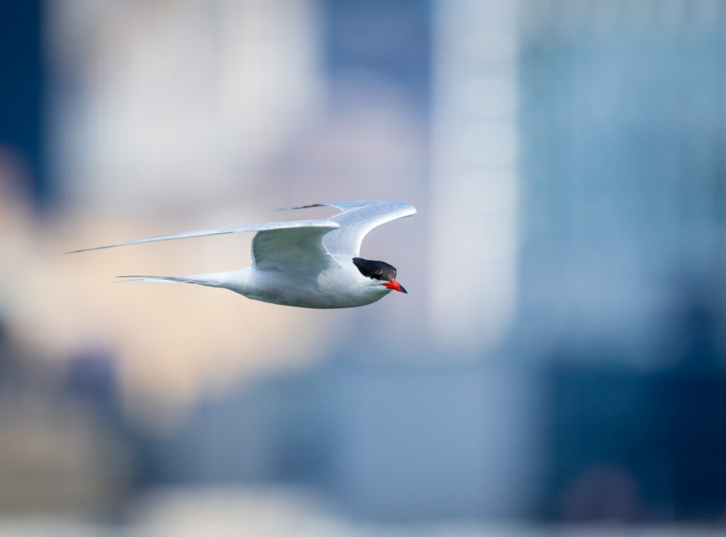 Common tern. Credit: Juan Melli