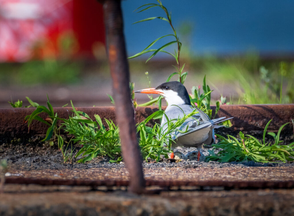 Common tern on nest with eggs. Credit: Juan Melli