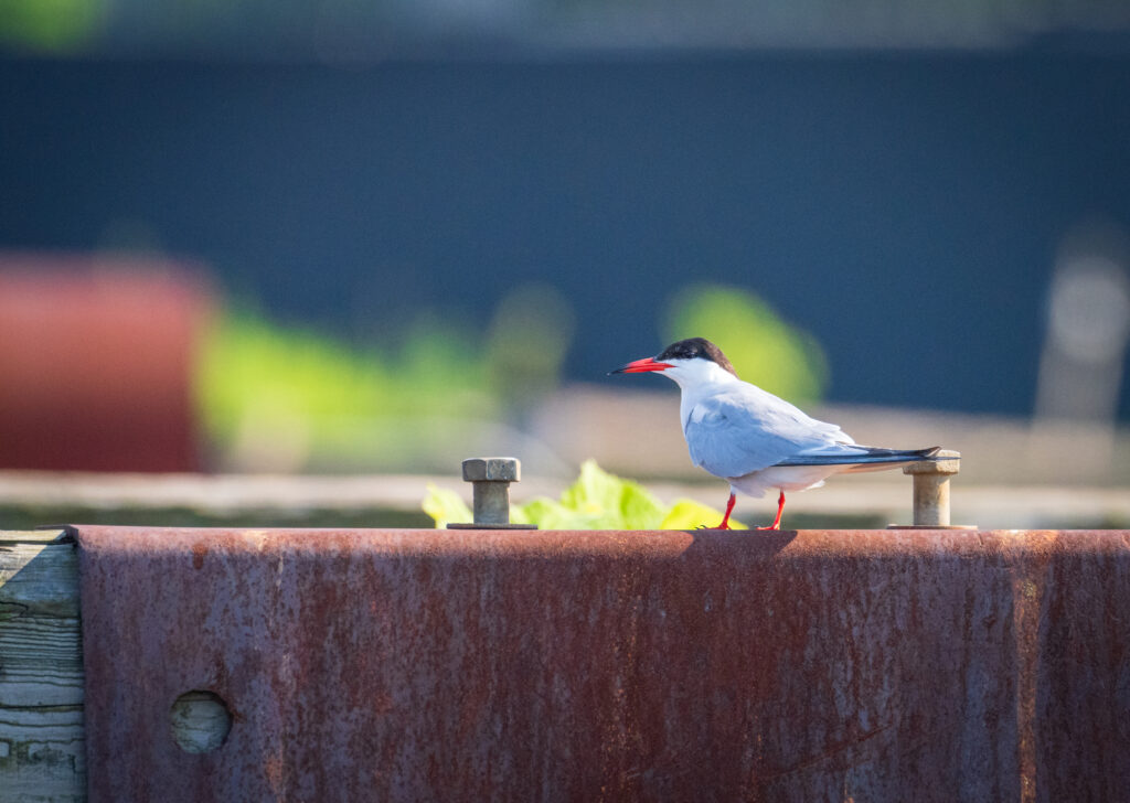 Common Tern on piers. Credit: Juan Melli