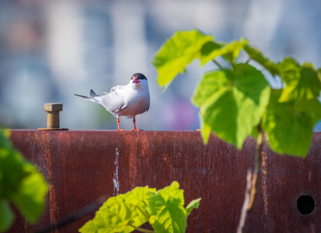 Common Tern on piers. Credit: Juan Melli
