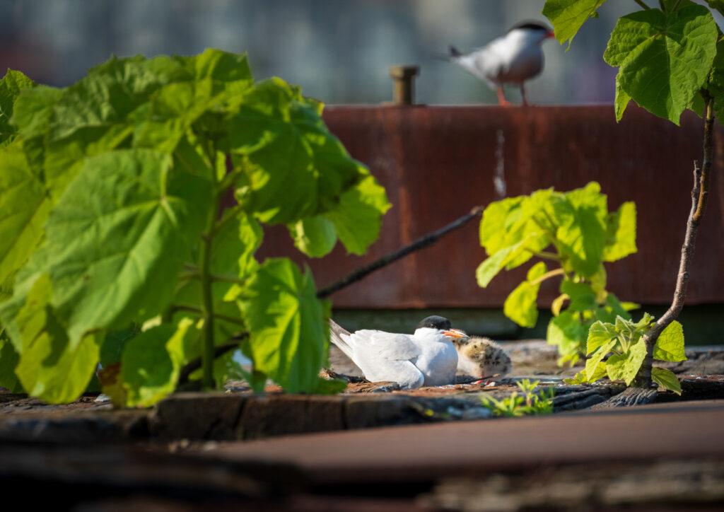 Common tern and a chick. Credit: Juan Melli