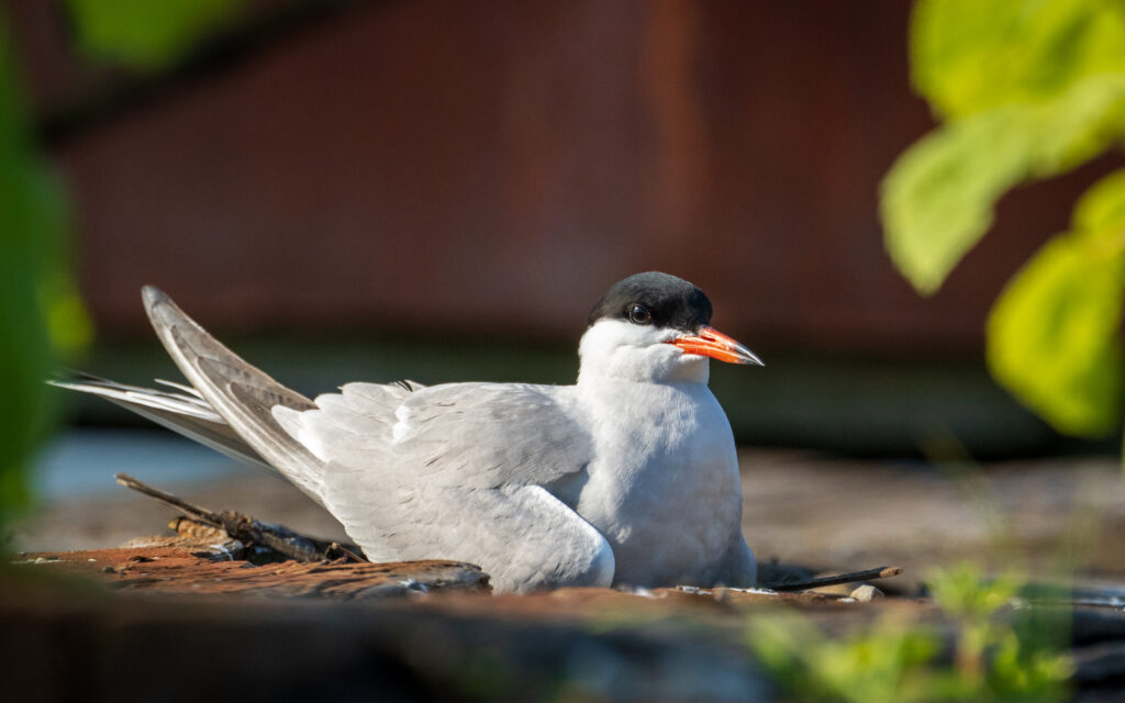 Common Tern nesting on pier. Credit: Juan Melli