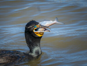 Double-crested cormorant with fish