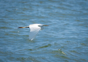 Great Egret