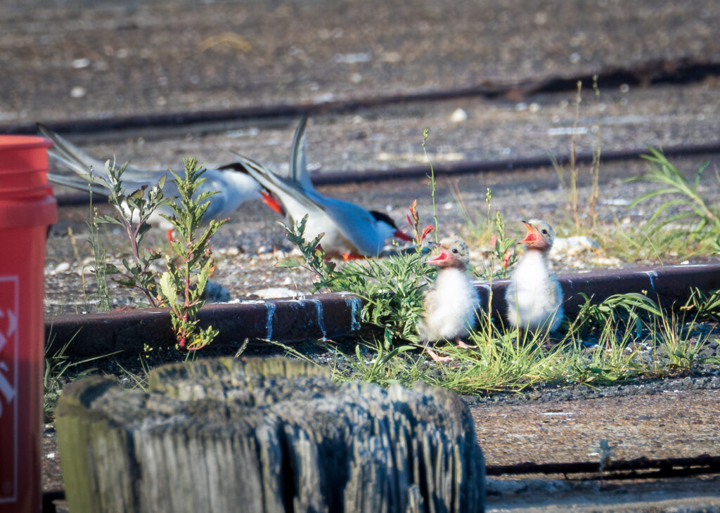 Common tern chicks. Credit: Juan Melli