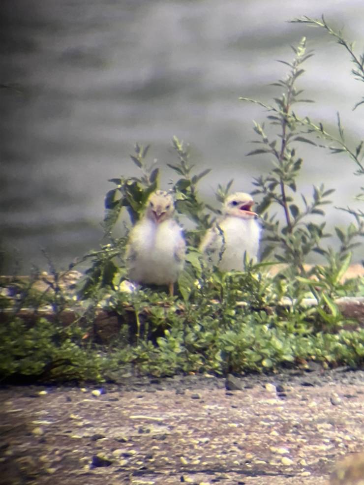 Common Tern fledgelings. Credit: Jeff Train
